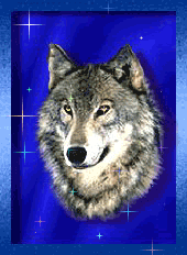 j adore aussi les loups comment vous les trouver