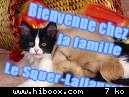 chat chien