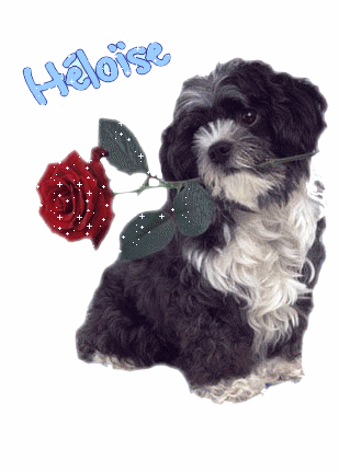 j adore se chien il et mimi