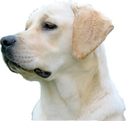 le labrador